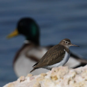 Chevalier guignette (+ colvert)