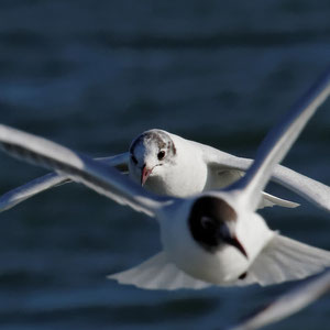 Mouettes rieuses
