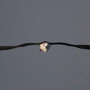 Echasse blanche