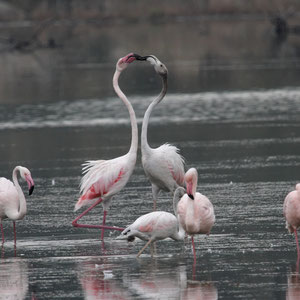 Flamants roses