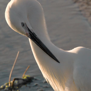 Aigrette garzette