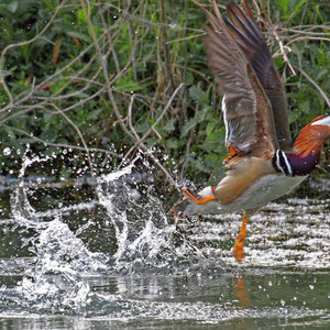 Canard mandarin