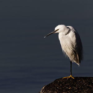 Aigrette garzette