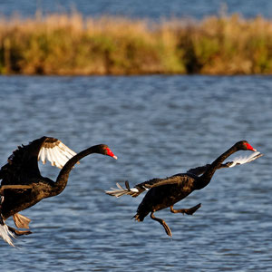 Cygnes noirs
