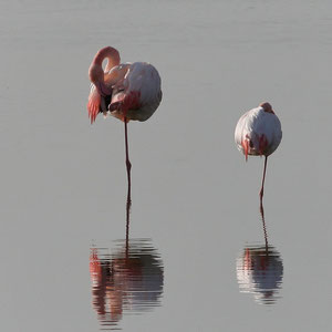 Flamants roses