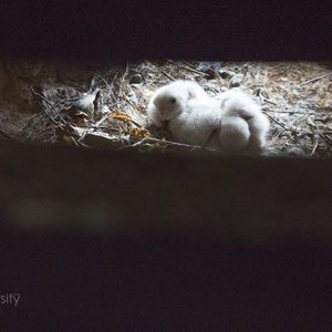 Junge Turmfalken im Brutkasten in der Kirche in Bauerbach. Foto: Sascha Rösner