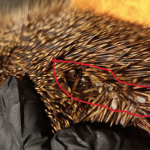 viele Zecken im Stachelkleid