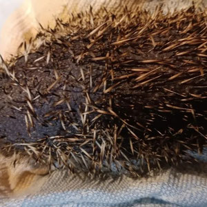 Stachelverlust durch Hautpilz