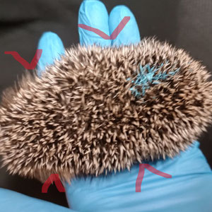 abgemagertes Igelkleid mit Einbuchtungen