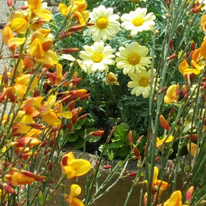 cytisus and marguerite