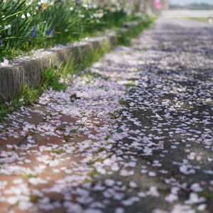 2025.4.14 朝一　桜の並木　散り際　