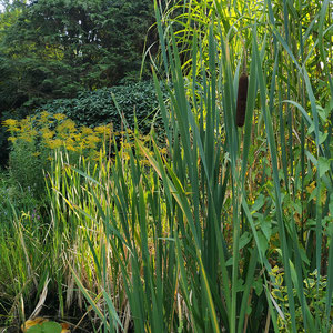 Breitblättriger Rohrkolben (Typha Latifolia), Goldrute (Solidago), Seerose und Wasserminze am Uferrand.