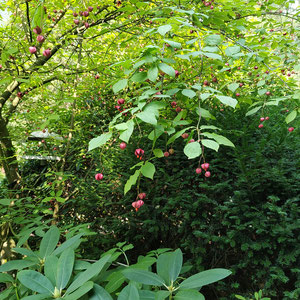 Fruchtreife zeichnet den August. Rhododendron ist schon längst bereit für die Blüte im nächsten Jahr. 