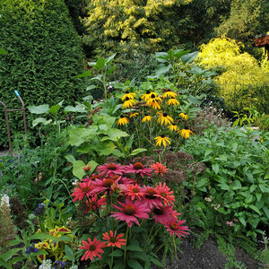 Stauden auf Hochbeet: Sonnenhüte (Echinacea), Pfefferminze, Schafgabe und Sonnenblumen.