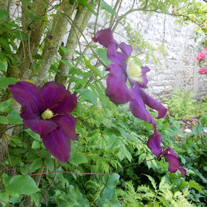 jardin en mai