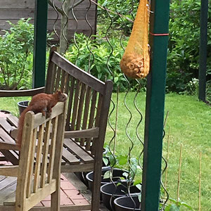 Eichhörnchen