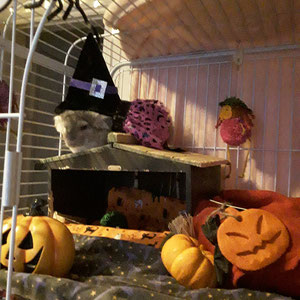 Susan's Halloween Chinchilla