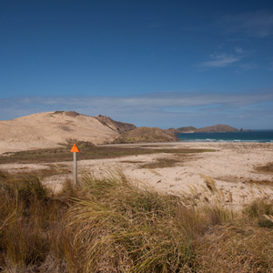 alle Bilder von https://www.backpackerguide.nz/6-incredible-things-to-do-at-cape-reinga/