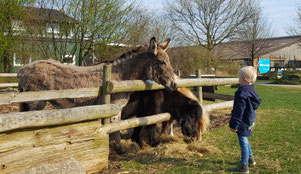 Ponys und Esel auf dem Almthof