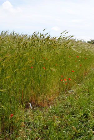 Parcelle expérimentale au Lichthof (agriculture biodynamique dans la région du lac de Constance)
