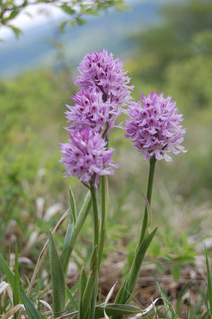 Orchis tridentata (Neotinea tridentata) - Dreizähniges Knabenkraut (nabu-naturgucker.de, Yvonne Berger)