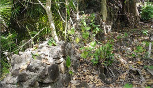 Remnants of a city wall.