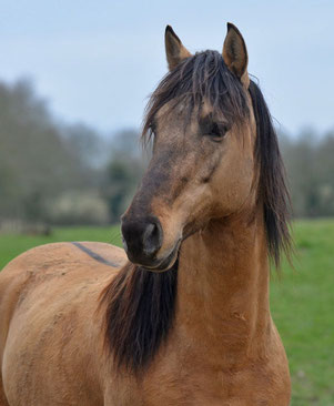 Rocky Mountain Horse étalon stallion colt isabelle dun ou dunskin