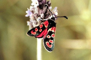 Z. algira leucopoda (Anti-Atlas oriental)