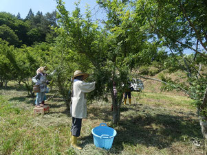 ひこばえ食工房　山椒の収穫作業風景