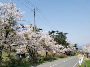 地域紹介④　約２kmに及ぶ千本桜