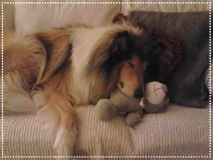 Vår förra hund Buddy sover på sin Teddybjörn