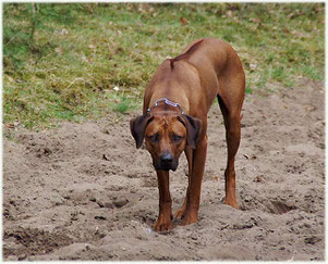 Rhodesian Ridgeback Fynn