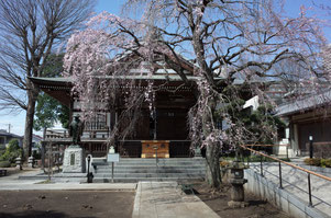 枝垂れ桜は五分咲き