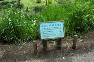 ６月１２日
