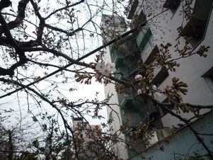桜の画像
