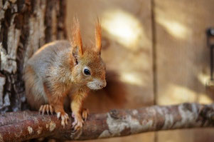 Natur, Tiere, Haustiere, Nutztiere, Wald