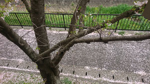 陶板浴ハイジ 桜