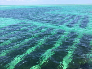 透明度の高い美ら海