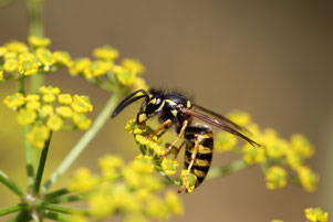 Wasp fly home Wespe auf Blüte Wespenspray