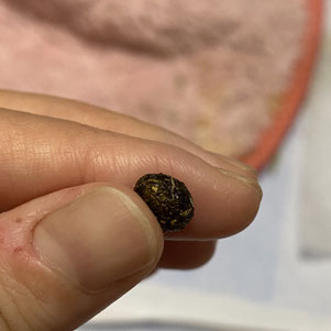 ウサギ蟯虫がいるうさぎの糞