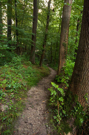 Kleine Wanderpfade ziehen sich durch den Wald.