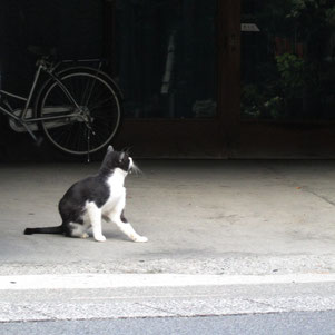 猫たちはずっとこんな生活テンポだろうな