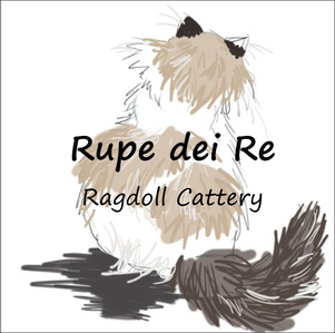 allevamento amatoriale gatto ragdoll Rupe dei Re Lecco