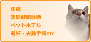 猫の診療・健康診断・ペットホテル・手術