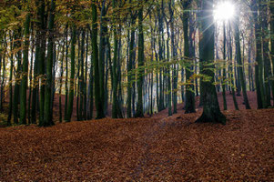 Wald, umarmen, Bäume