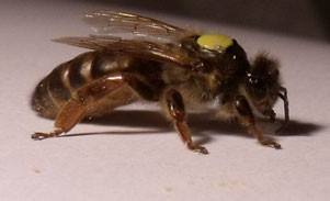 Bienenkönigin