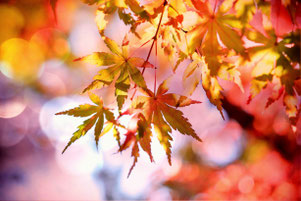 rote Herbstblätter