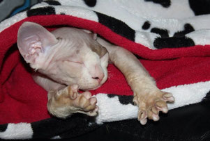 Nacktkatze Sphynx