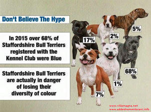 staffordshire bull terrier blue , grigio , blu