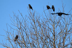 Photo décorative choucas